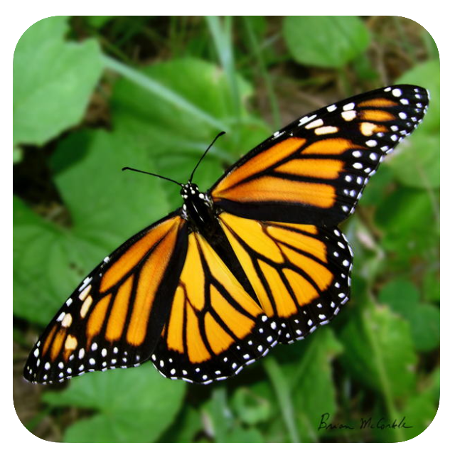 (image for) Monarch Wide